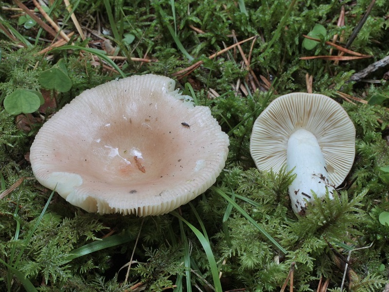 Russula sp